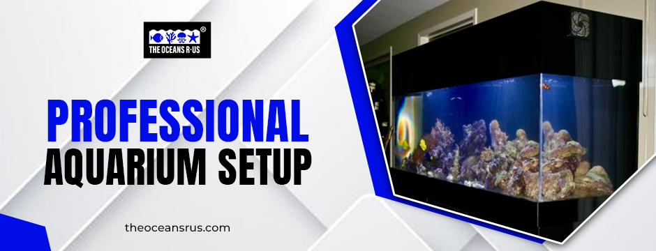 professional aquarium setup