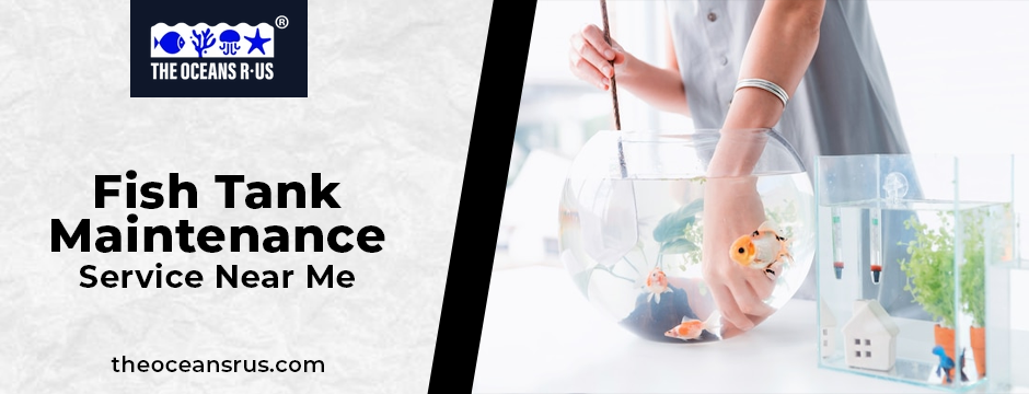 fish tank maintenance service near me