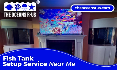 fish tank setup service near me