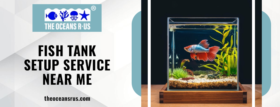 fish tank service near me 