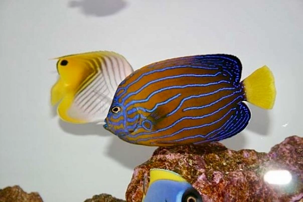 Blue Line Angelfish swimming in a saltwater aquarium with coral rock