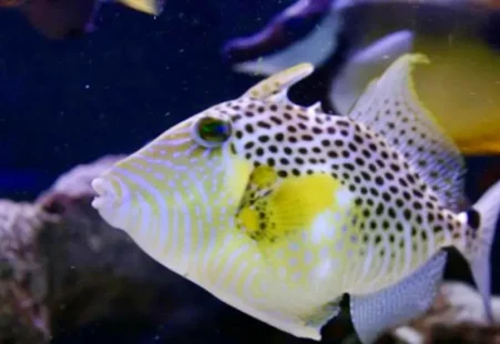 Close-up of tropical reef fish in saltwater aquarium for education