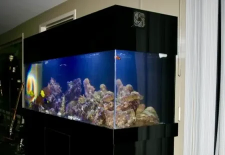 Professional maintenance for large saltwater reef aquarium with coral and fish
