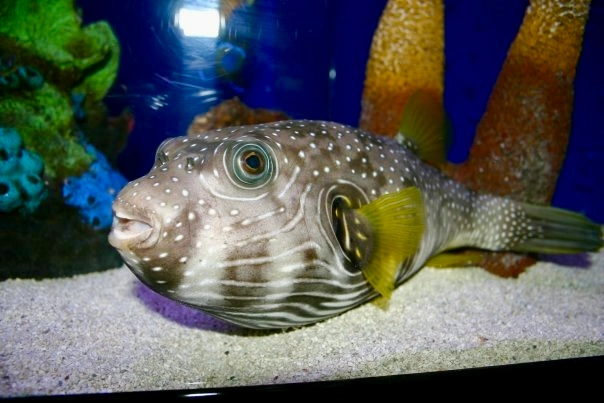 Stars and stripes puffer fish resting on aquarium sand with spotted pattern